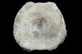 Ichthyosaur Vertebra - South Wales #86646-1